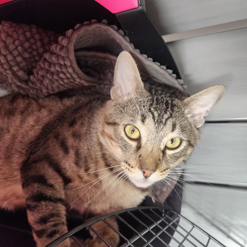 Photo 4 of Lyon (FIV+)
