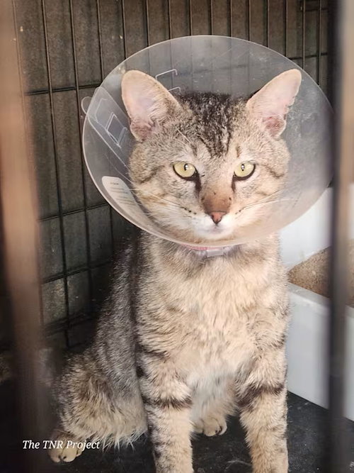 Photo 5 of Lyon (FIV+)