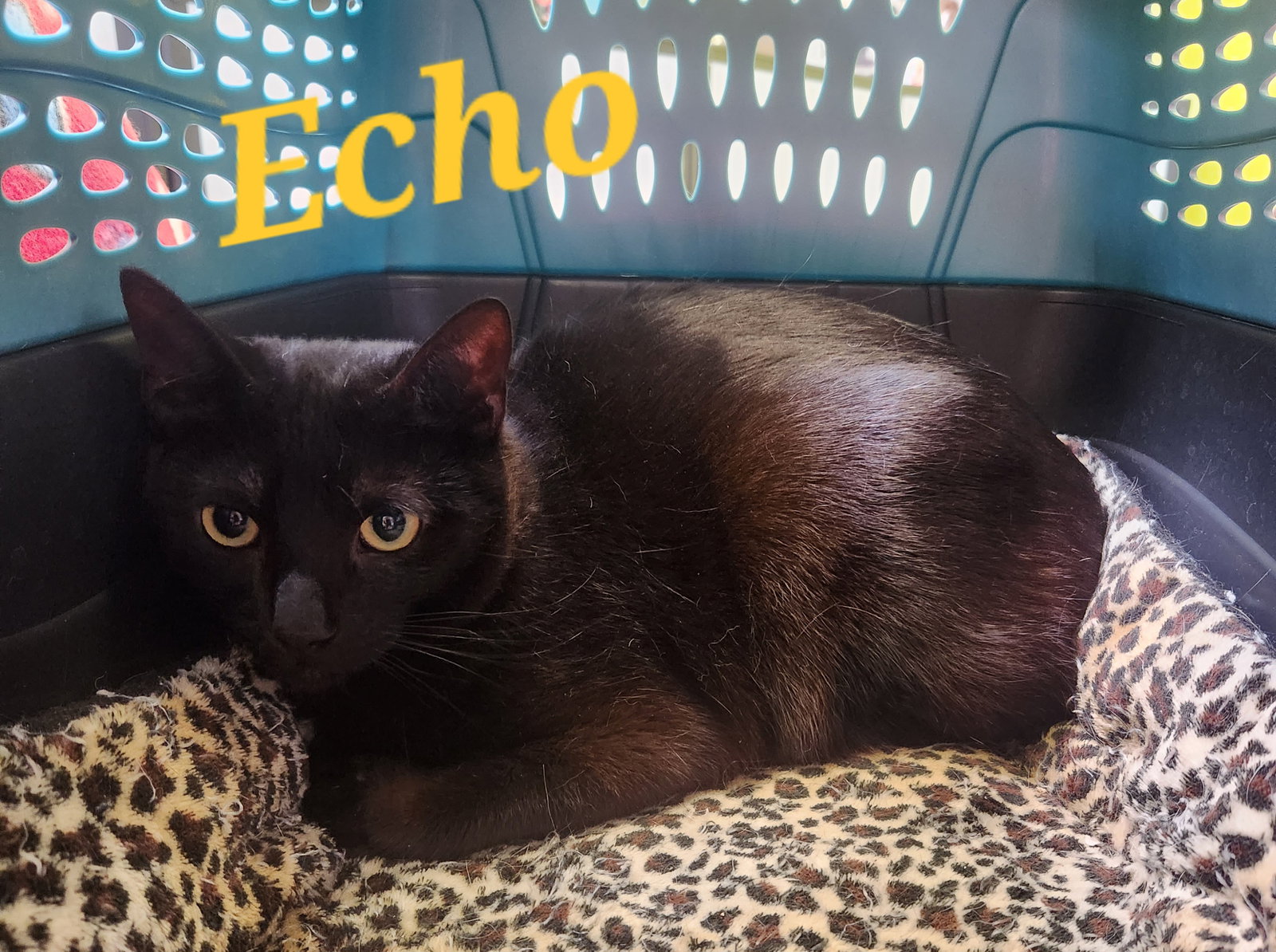 Echo, photo 2