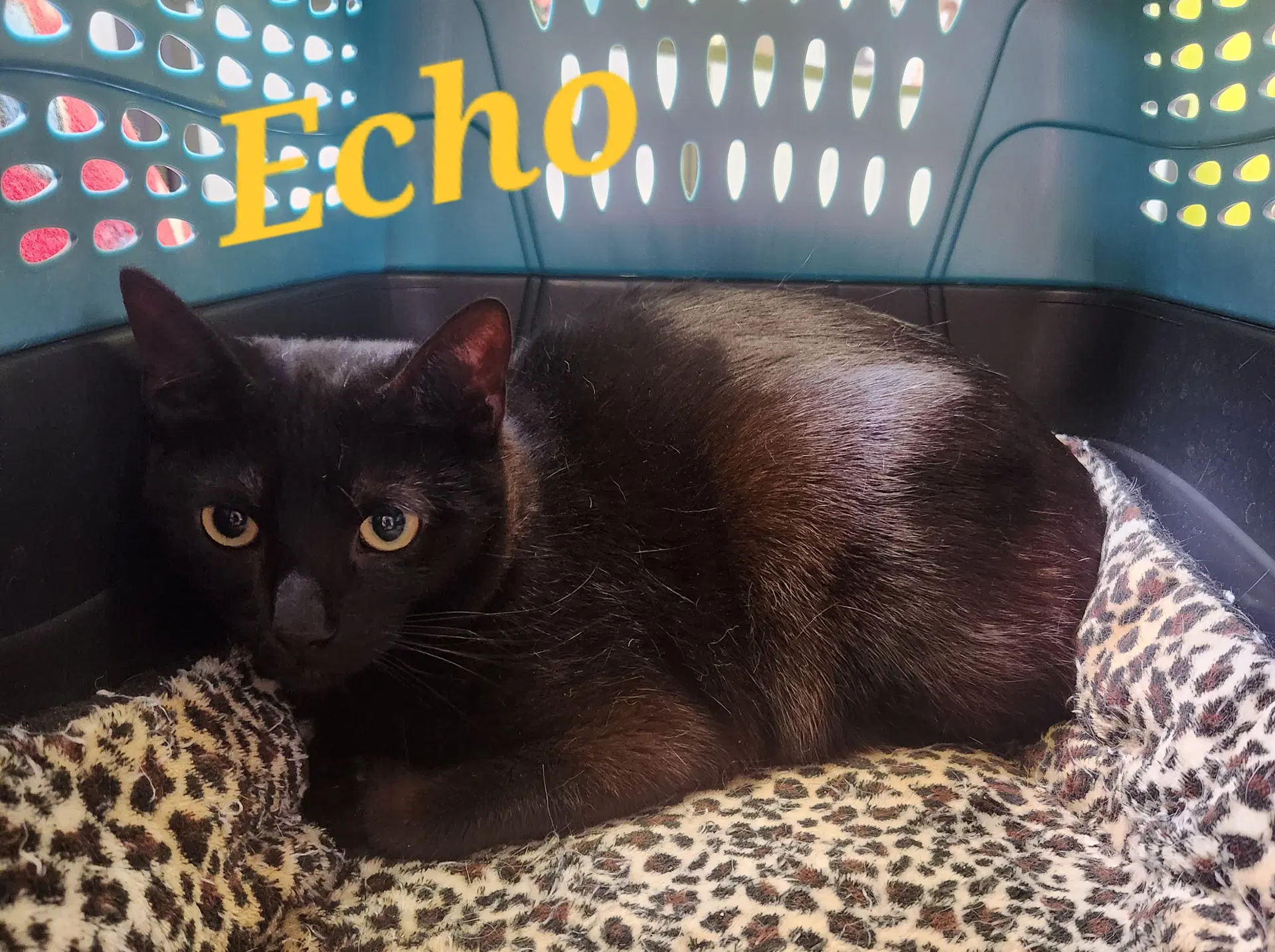 Echo image 2