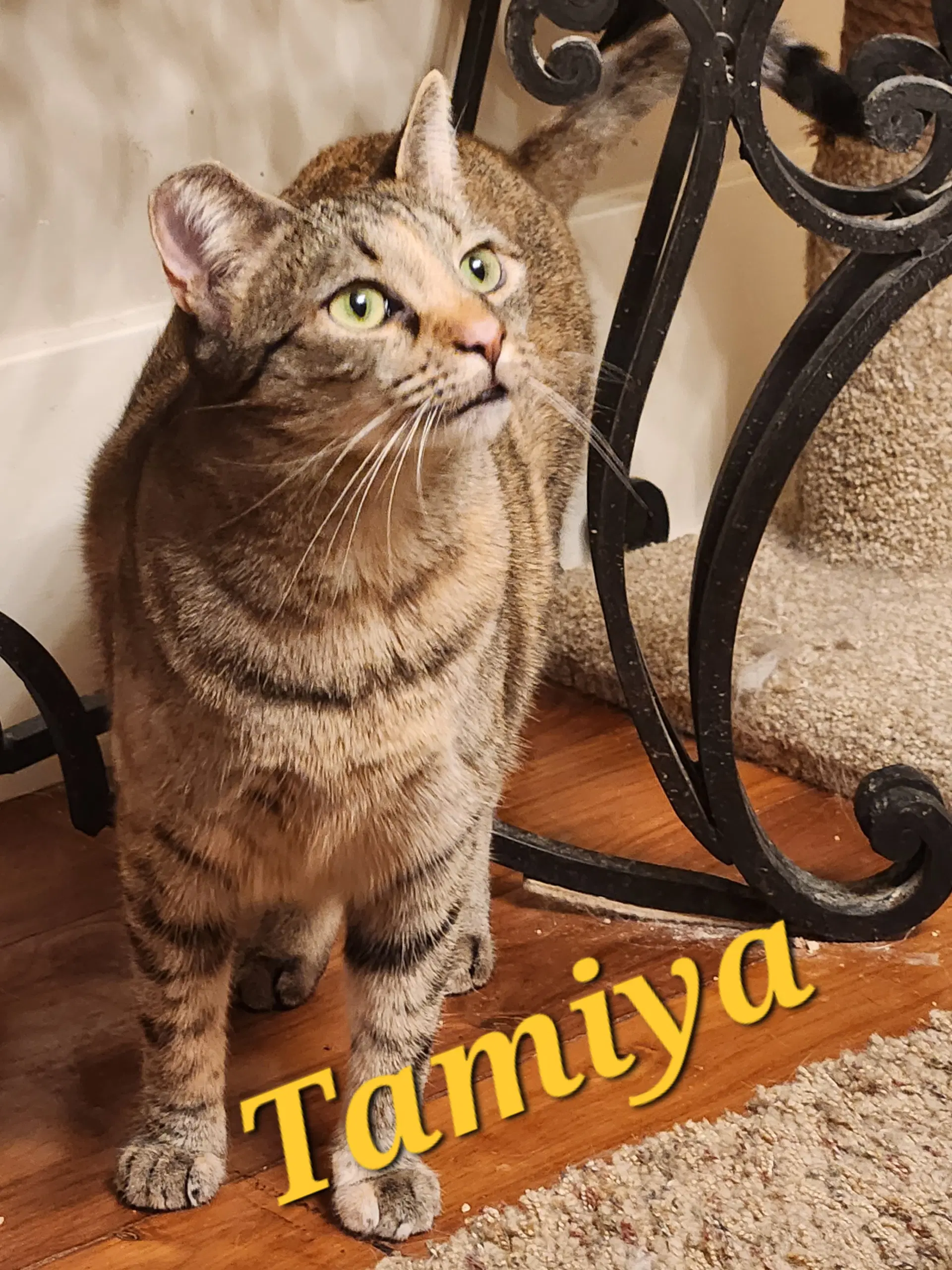 Tamiya image 4