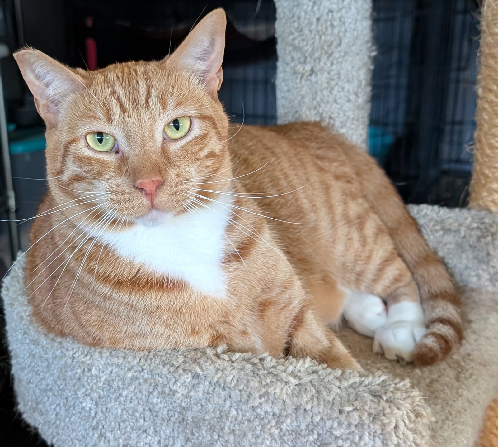 Finnegan, photo 2