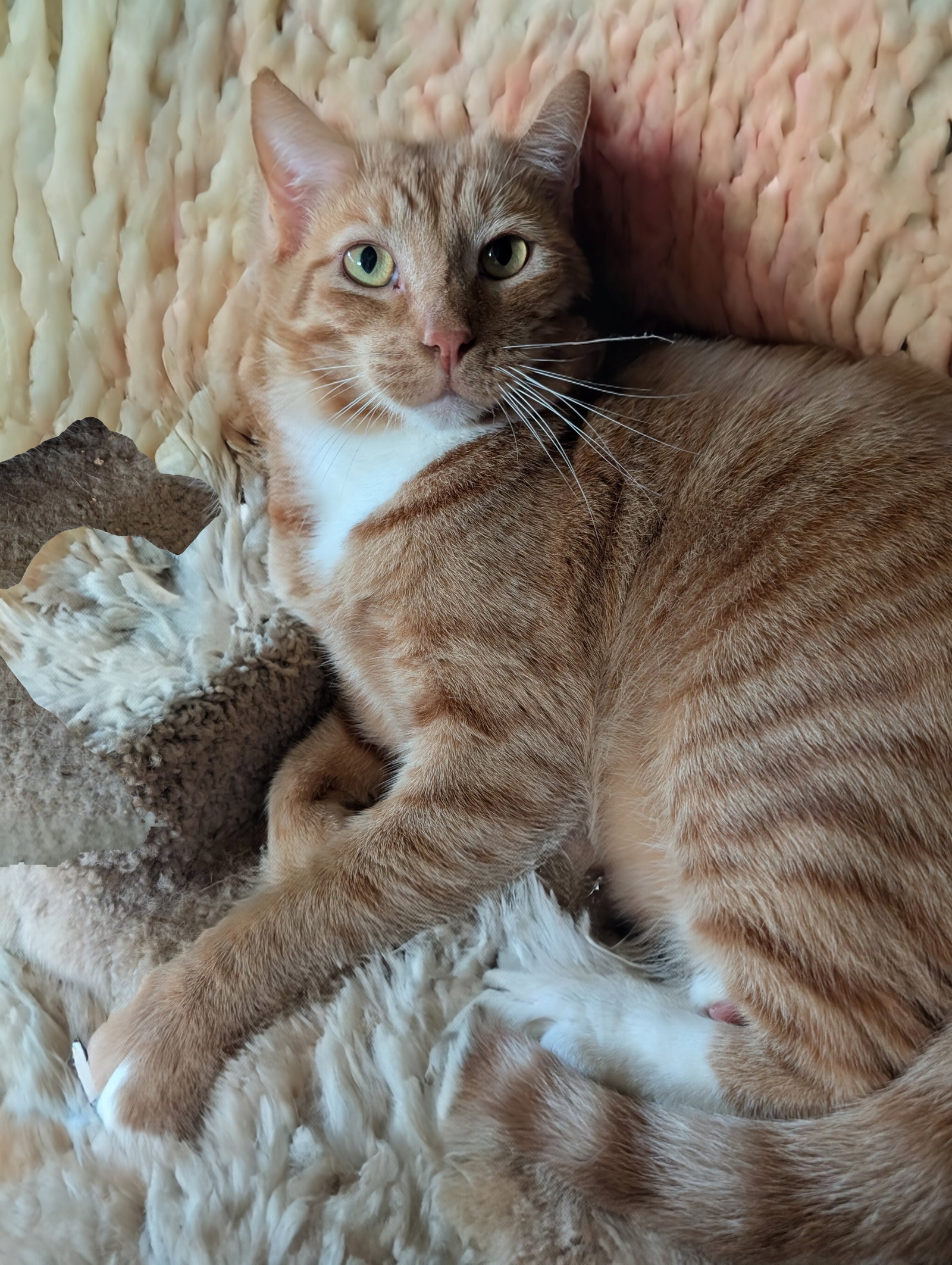 Finnegan, photo 3