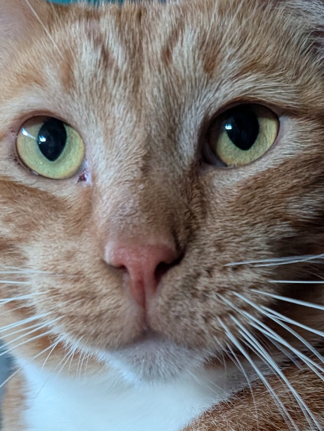 Finnegan, photo 4