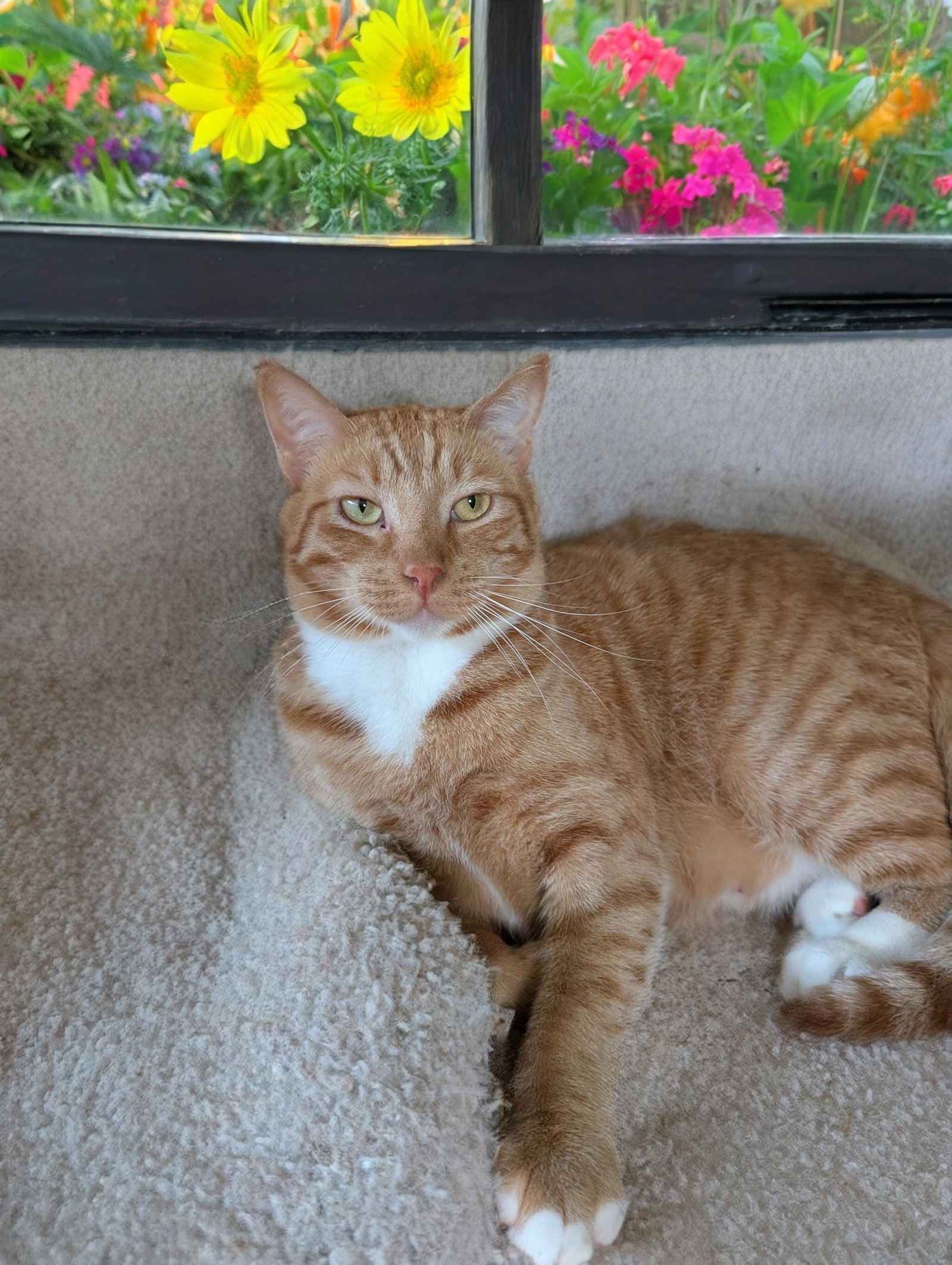 Finnegan, photo 5