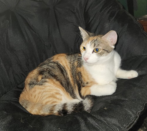 LaLa, Calico / Tabby / Mixed (short coat), cat for adoption in Westminster, California