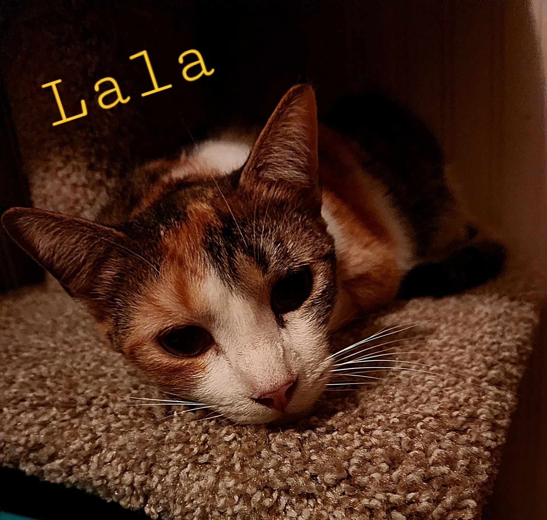 Lala image 2