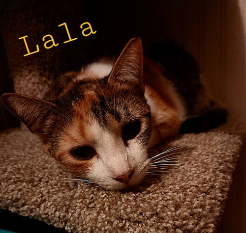 Photo 2 of LaLa