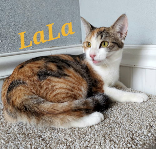 Photo 3 of LaLa