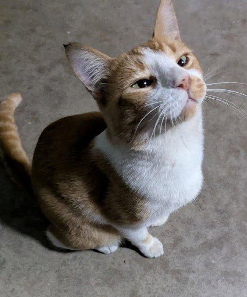 animal-image
