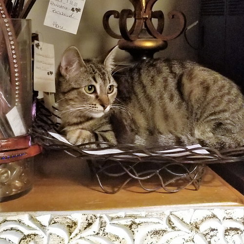 Rheya, Senior Tabby (short coat), cat for adoption in Westminster, California