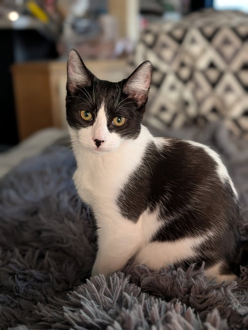 Zima, Young Domestic Short Hair (short coat), cat for adoption in Westminster, California