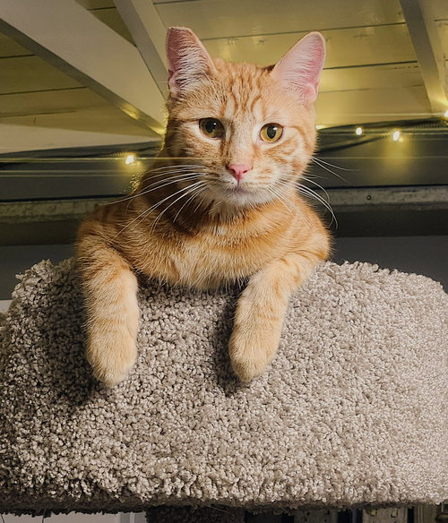 Titus, Adult Domestic Short Hair (short coat), cat for adoption in Westminster, California