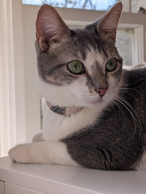 Paloma, Adult Domestic Short Hair (short coat), cat for adoption in Westminster, California