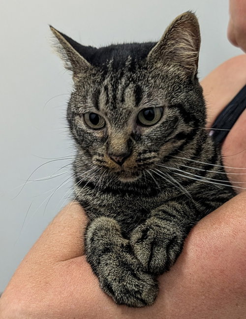 Nexxis, Adult Domestic Short Hair (short coat), cat for adoption in Westminster, California