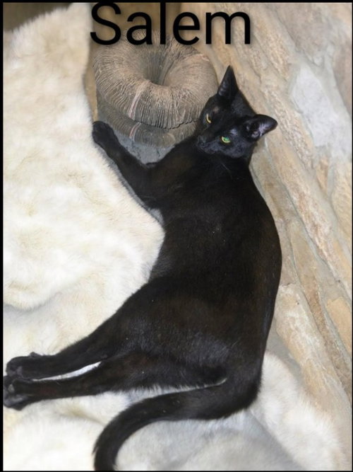 Salem, Adult Domestic Short Hair (short coat), cat for adoption in Westminster, California