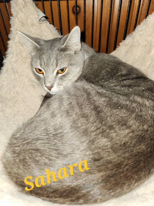 Sahara, Adult Domestic Short Hair (short coat), cat for adoption in Westminster, California