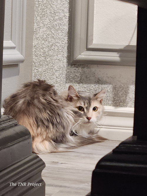 Serafina, Adult Dilute Calico (medium coat), cat for adoption in Westminster, California
