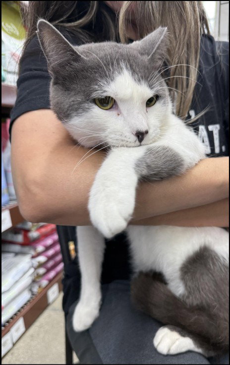 Smudge (FIV+), Adult Domestic Short Hair (short coat), cat for adoption in Westminster, California