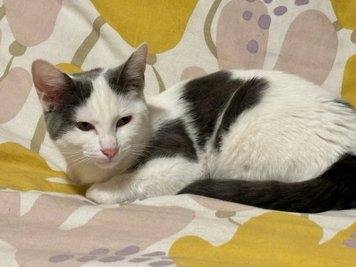 Asha, Young Turkish Van (short coat), cat for adoption in Westminster, California