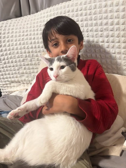 Emri, Young Turkish Van (short coat), cat for adoption in Westminster, California