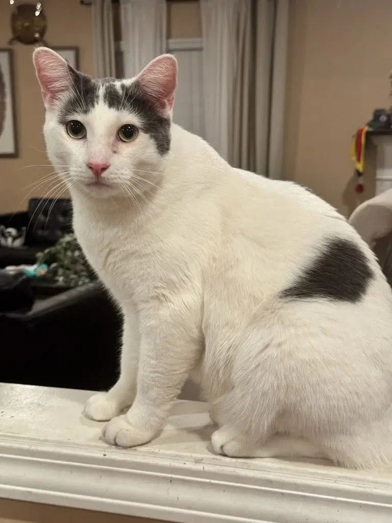 Emir - Turkish Van