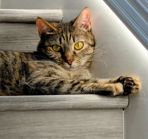 Temari, Adult Domestic Short Hair (short coat), cat for adoption in Westminster, California
