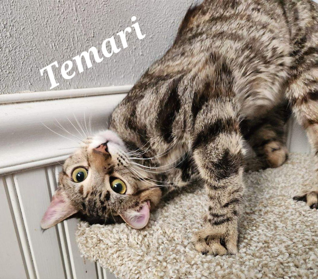 Temari, photo 3