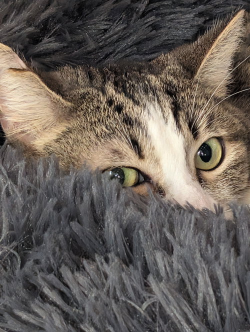 Keileigh, Young Domestic Short Hair (short coat), cat for adoption in Westminster, California
