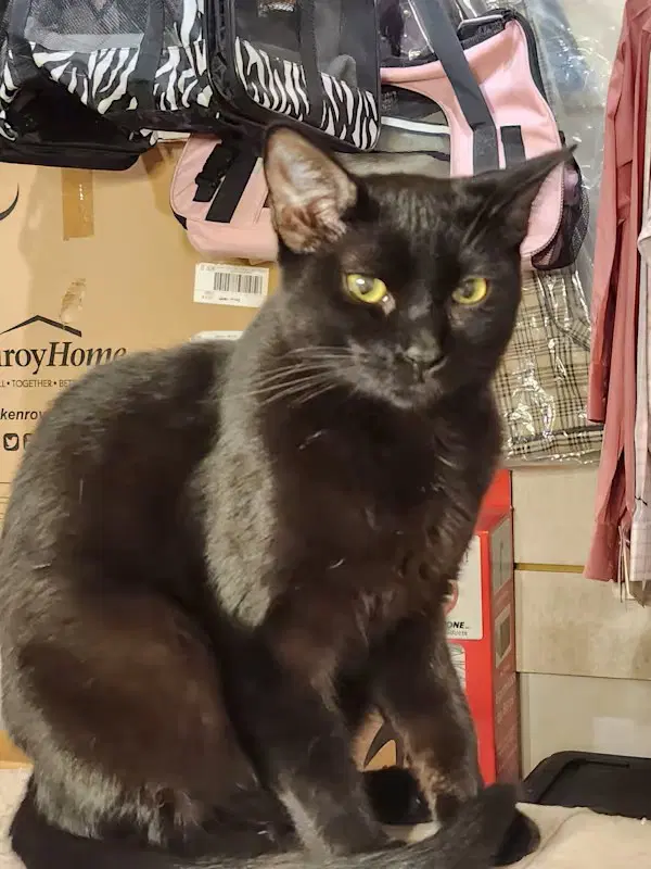 Skye - Domestic Short Hair