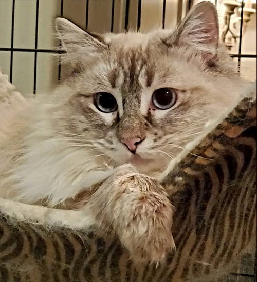 Poof, Adult Himalayan (long coat), cat for adoption in Westminster, California