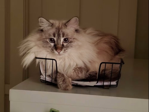 Photo 2 of Poof