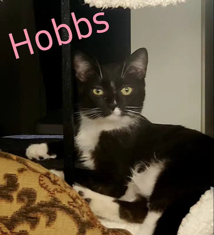 Hobbs - Domestic Short Hair