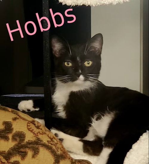 Hobbs, Adult Domestic Short Hair (short coat), cat for adoption in Westminster, California