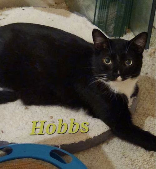 Photo 2 of Hobbs
