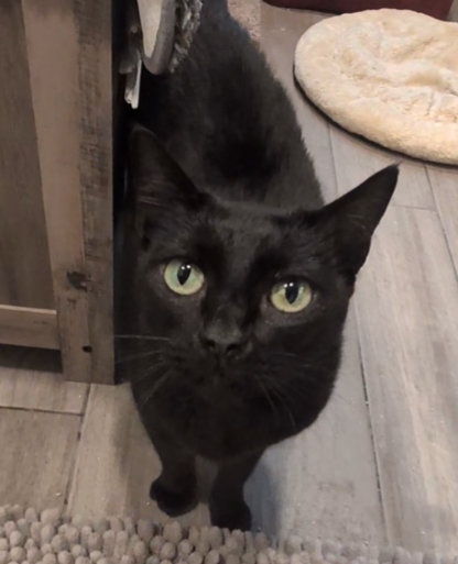 Bonnie, Senior Domestic Short Hair (short coat), cat for adoption in Westminster, California