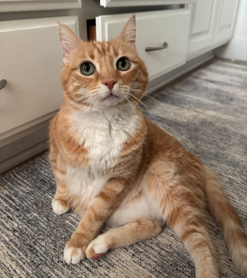 Dini, an adoptable Domestic Short Hair in Monrovia, CA