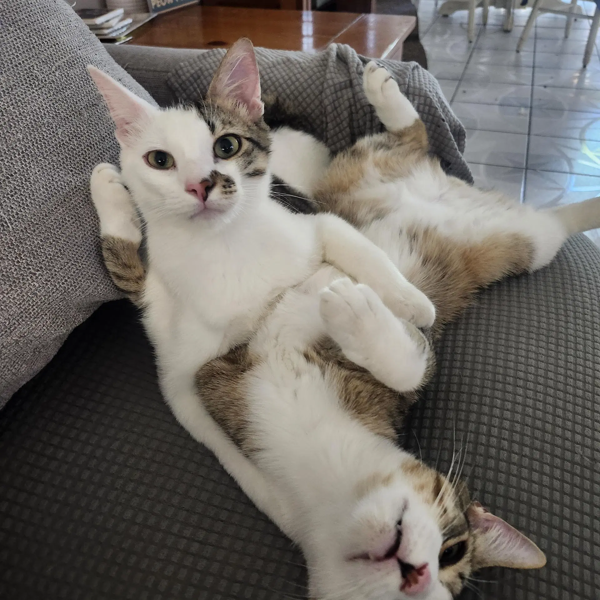 Gonzo And Enzo - Domestic Short Hair