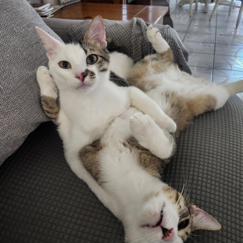 Gonzo and Enzo