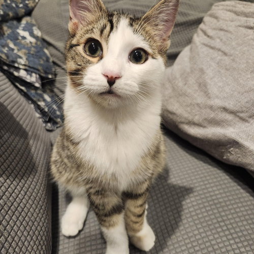 Gonzo And Enzo photo 3