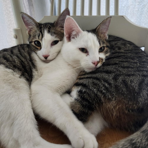 Gonzo And Enzo photo 4