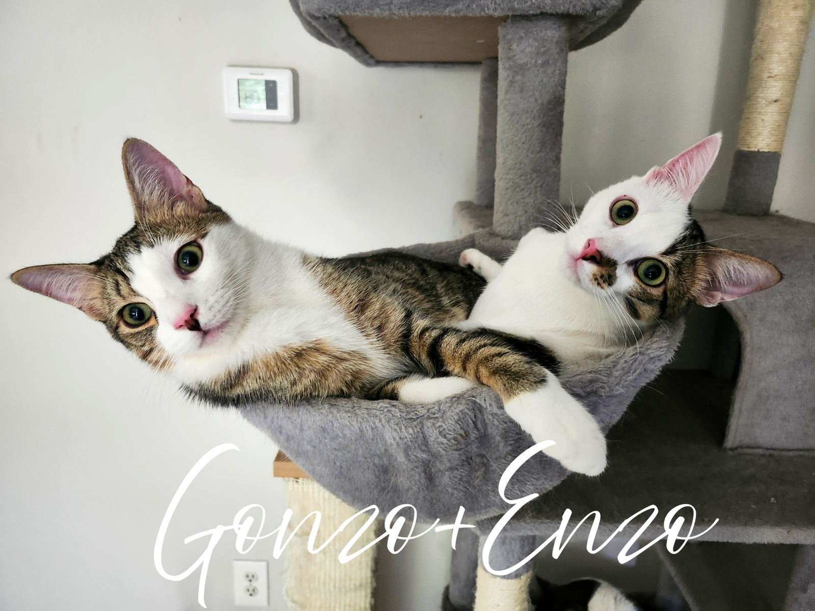 Gonzo and Enzo