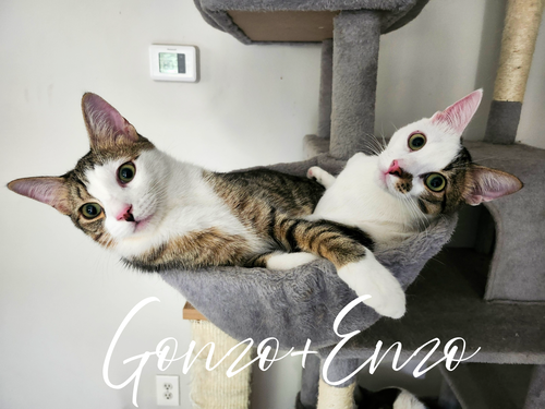 Gonzo and Enzo, a cat for adoption from The TNR Project