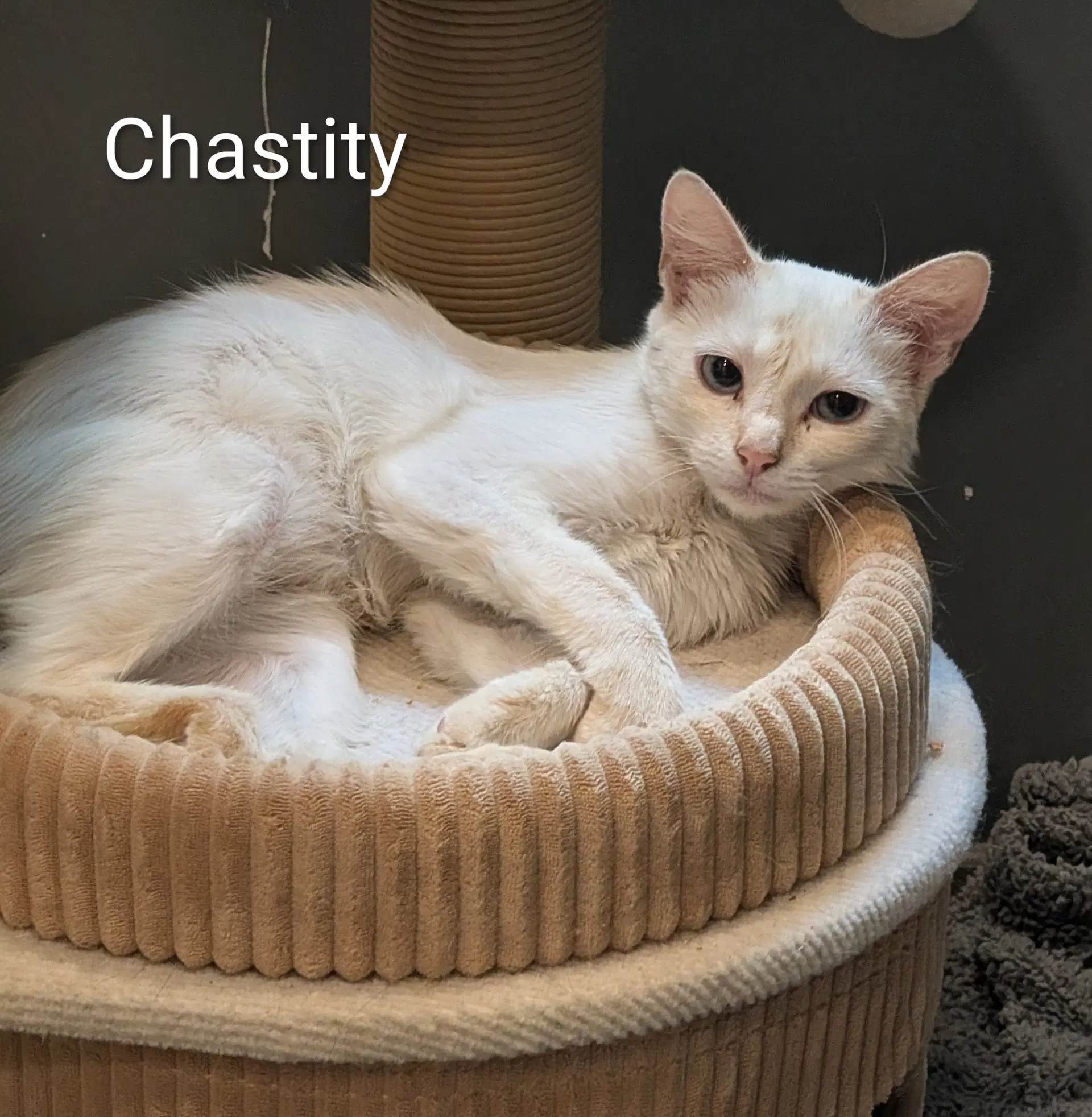 Chastity - Siamese