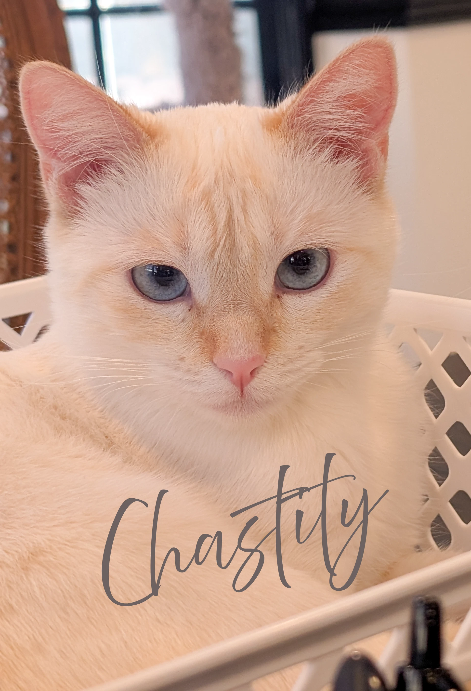 Chastity