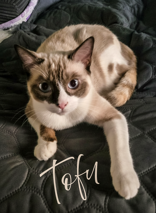 Tofu