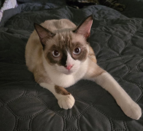 Tofu photo 2