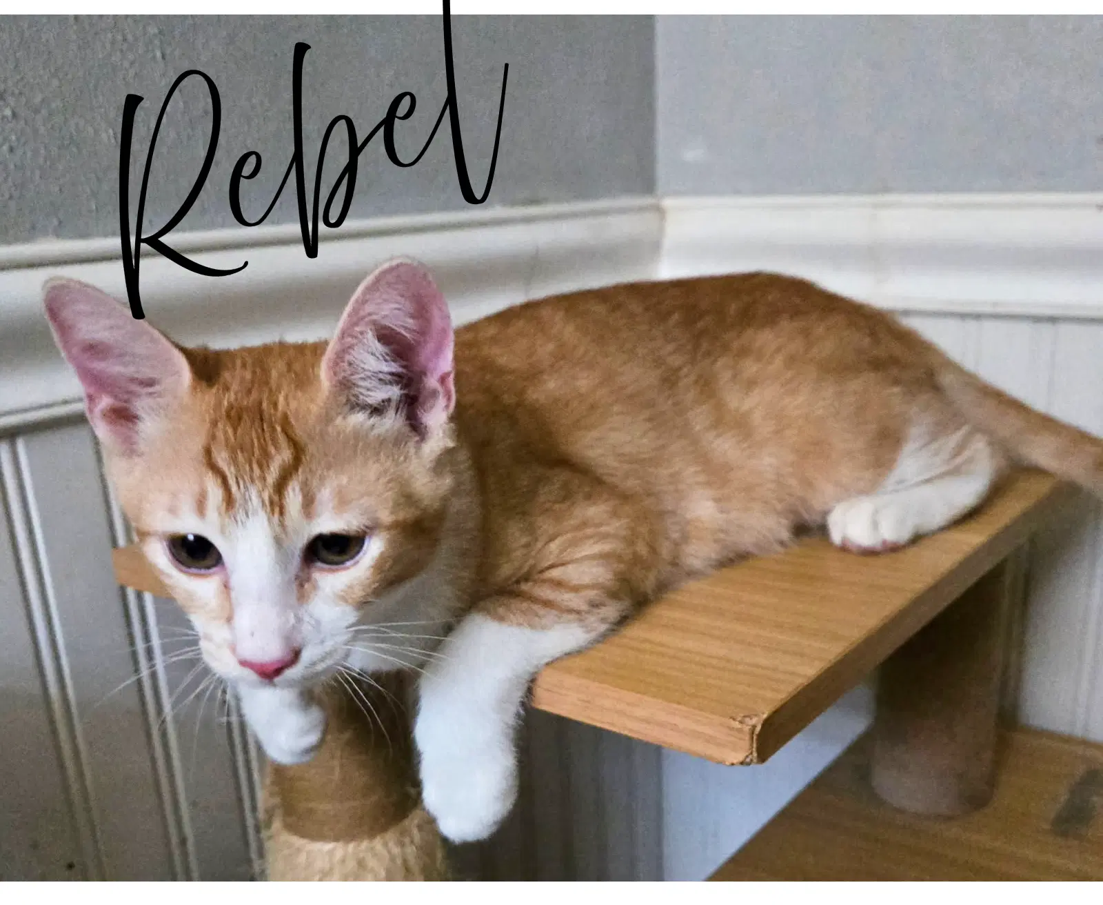 Rebel - Tabby
