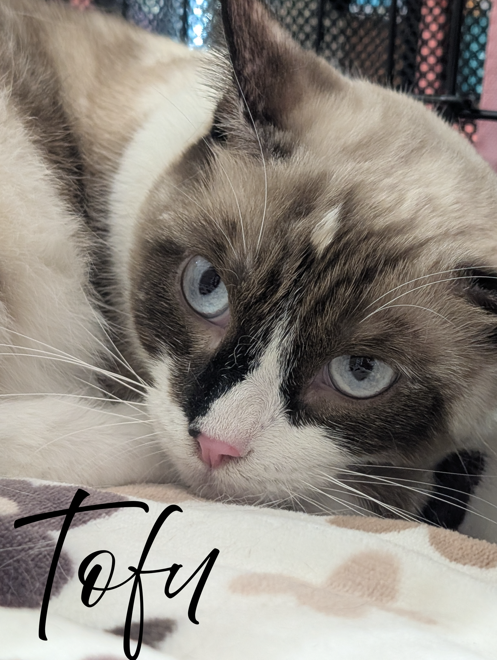 Tofu