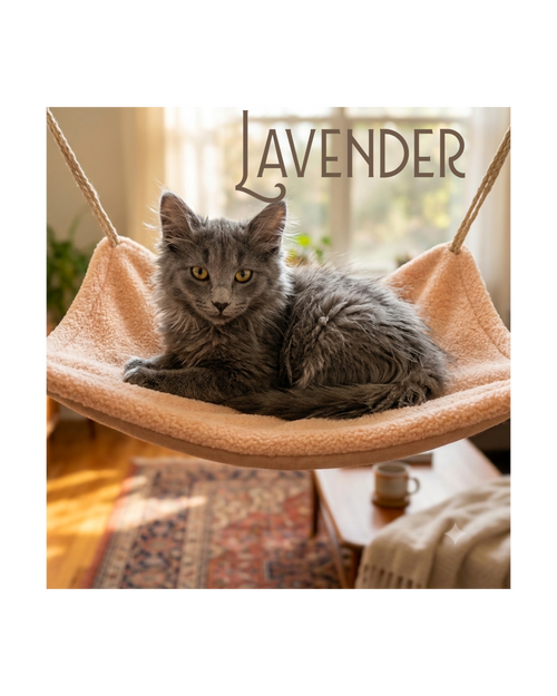 Lavender (Adopted!), a cat for adoption from The TNR Project